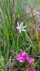 Trachyandra filiformis
