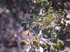 Searsia burchellii