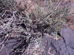 Eriocephalus ericoides
