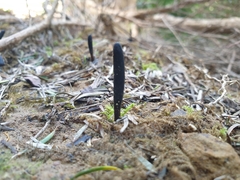 Geoglossum