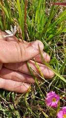 Trachyandra filiformis