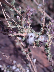 Eriocephalus ericoides
