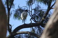 Threskiornis molucca