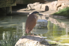 Nycticorax caledonicus