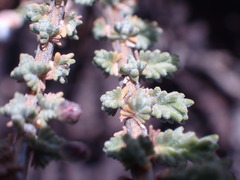 Eriocephalus ericoides
