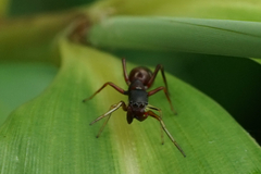 Salticinae