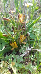 Wachendorfia multiflora