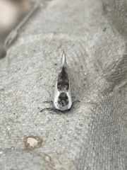 Cilix glaucata