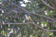 Phylidonyris novaehollandiae