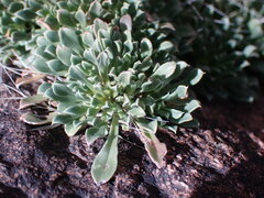 Aptosimum indivisum