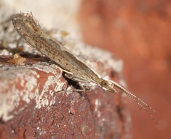 Plutella xylostella