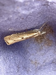 Agriphila geniculea