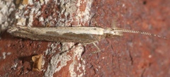 Plutella xylostella