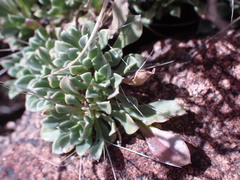 Aptosimum indivisum