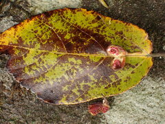 Ficus erecta beecheyana