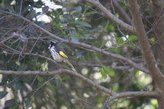 Phylidonyris novaehollandiae