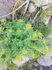 Rhodiola rosea