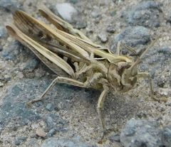 Glyptobothrus