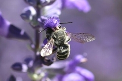 Megachilidae