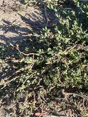 Polygonum arenastrum