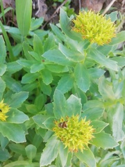 Rhodiola rosea