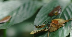 Nisitrus