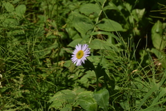 Erigeron peregrinus