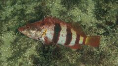 Hypoplectrodes nigroruber