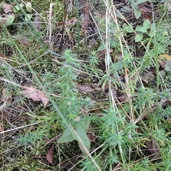 Galium mollugo