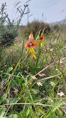Gladiolus alatus