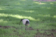 Threskiornis molucca