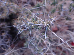 Asparagus