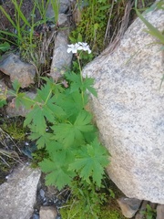 Geranium sylvaticum