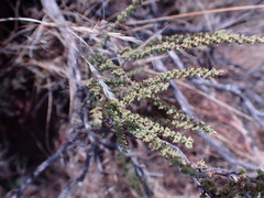 Eriocephalus ericoides