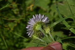 Erigeron peregrinus