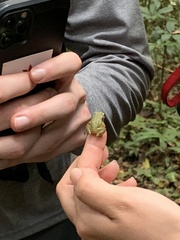 Pristimantis omeviridis