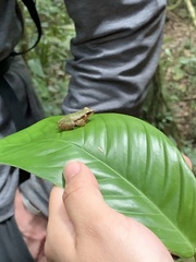 Pristimantis omeviridis