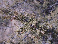 Searsia burchellii