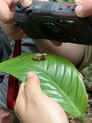 Pristimantis omeviridis