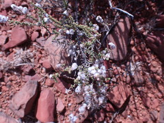 Eriocephalus ericoides