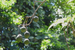 Crateva adansonii formosensis