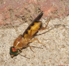 Sarginae