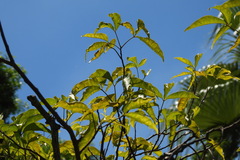 Crateva adansonii formosensis