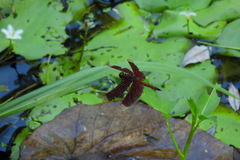 Neurothemis taiwanensis