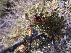 Searsia burchellii