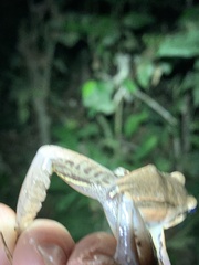 Leptodactylus didymus