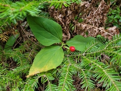 Trillium undulatum
