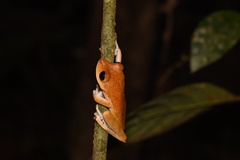Boana maculateralis