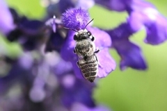 Megachilidae