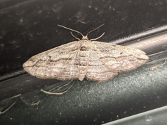 Ecleora solieraria